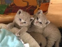 4 wunderschöne verschmuste BKH-Kitten mit Stammbaum in lilac und blue