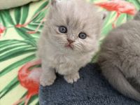 4 wunderschöne verschmuste BKH-/BLH-Kitten mit Stammbaum in lilac und blue