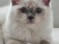 Dieses hübsche Ragdollmädchen aus unserer Zucht ist nun
