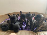 Am 12.09. hat meine Hündin 6 Welpen auf natürlichem Weg