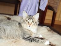 Unsere süße Mimosa sucht noch das perfekte neue