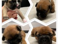 Hallo Ihr Lieben, unsere Hündin Lilly wurde um den 19