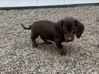 Am 10.09.2022 haben vier süße Zwerg Dackel Welpen das