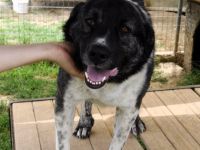 ELIAS, männlich, noch in Griechenland