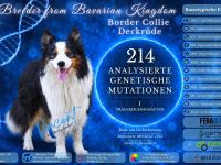 Boder Collie Deckrüde Vincent