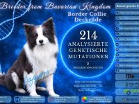 Deckrüde Border Collie Azzuro