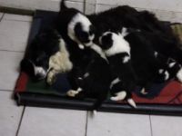 Der "Altmärker Neuhof " verkauft ab 10.12. Border