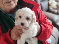 Pudel, Mischlingswelpen