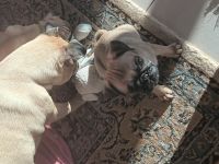 Unsere 3j junge mopshündin kira beige u king lui v