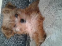 Ich bin jetzt 12 Wochen alt und eine agile,