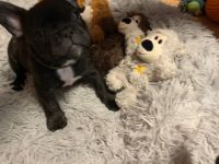 Am 08.09.2022 hat unsere hündin 4 gesunde Rüden normal