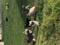 Hallo liebe Hundefreunde, am 27.08.2022 hat unsere