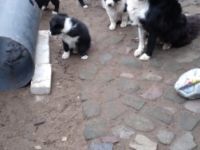 Aus liebevoller Privatzucht in liebe Hände geben. wir