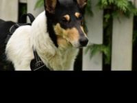 Trudy ist am 11.03.2020 geboren. Sie ist kastriert. Wir