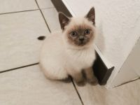 Die Kitten sind am 22.08.22 geboren. Sie sind