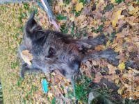 Leider reagiert die Hündin aggressiv auf unseren