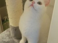 Britisch Kurzhaar, Kitten