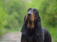 Melody, Zuchtstation Sound Of Hound bietet eine