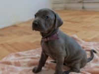 Unsere Weimaraner Hündin Yuko hat am 29.09.2022