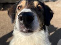 Unsere verschmuste Piper