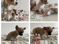 Es handelt sich um den ersten Wurf. Wir sind d keine