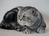 Lemony von Elenwisch