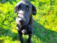 Hallo, Wir haben 4 süße Schäferhund / Flat-coated