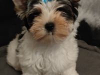 Der kleine Mann ist auf der Suche nach einem neuen