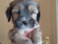 TIBET - TERRIER - Welpen, 12.23., entwurmt, geimpft, mit Chip u. Papiere.