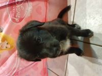 Unsere Rasselbande ist nun 6 Wochen alt und darf nun