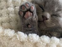 Ich biete vier kleine reinrassisge (Britisch Kurzhaar)