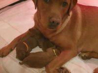 Wurfankündigung Foxred Labrador Welpen