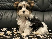 Unsere Hündin hat am 14. 08.2022 4 süße Welpen geboren.