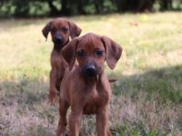 Hallo Rhodesian Ridgeback Freunde! Unsere Nala hat am