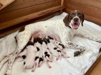 Im Braque Francais Zwinger HUBERTUS...VOM SÖHRENBERG