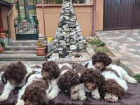 6 wunderschöne Lagotto Romagnolo Welpen mit 3,5 Monaten