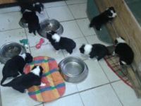 4 m.. und 3 w.Border Collie Welpen zuverkaufen aus