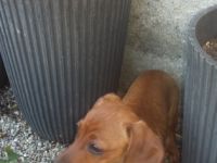 Es ist soweit unsere kleinen Racker sind zur Abgabe