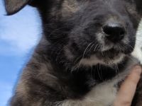 Am 16.09.22 hat unsere Hündin 7 Welpen bekommen. Für 1