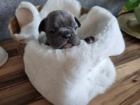 Beschreibung Am 18.10.2022 hat unsere Hündin 8