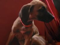 Rhodesian Ridgeback Welpen