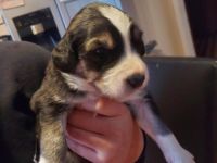 Unsere Mixwelpen suchen ihr für immer Zuhause. Es sind