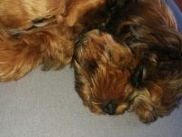 Wir müssen leider unseren 4,5 Monate alten Shih tzu