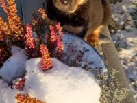 Habe 5 von 6 wunderschöne wesensstarke Rotti Damen zu