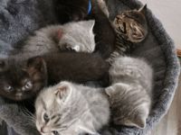 Auf diesem Weg suchen wir für unsere 6 Kitten ein neues