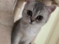 Hallo, unsere Bkh Katze hat 4 Wundervolle babys auf die