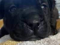 Unsere Wunderschönen reinrassigen Dogo Canarios