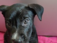 Am 30.08.2022 kamen die sechs wunderschönen Welpen