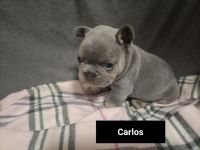 Liebe Bully Liebhaber, hier haben wir einen top