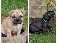 Unsere Chiva hat am 13.09.2022 ihren ersten Wurf mit 9